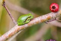 European Treefrog (Hyla arborea) Royalty Free Stock Photo