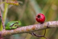 European Treefrog (Hyla arborea) Royalty Free Stock Photo