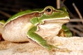 European treefrog Hyla arborea in Valdemanco, Madrid, Spain