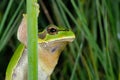 European treefrog Hyla arborea in Valdemanco, Madrid, Spain