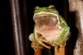 European treefrog Hyla arborea in Valdemanco, Madrid, Spain