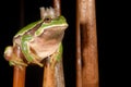 European treefrog Hyla arborea in Valdemanco, Madrid, Spain