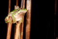 European treefrog Hyla arborea in Valdemanco, Madrid, Spain