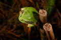 European treefrog Hyla arborea in Valdemanco, Madrid, Spain