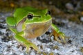 European treefrog Hyla arborea in Valdemanco, Madrid, Spain