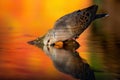 European turtle dove drinking from river in autumn. Royalty Free Stock Photo