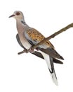 European Turtle Dove perched on branch, Streptopelia turtur