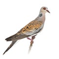 European Turtle Dove, Streptopelia turtur