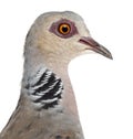 European Turtle Dove, Streptopelia turtur