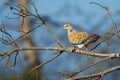 European Turtle-Dove - Streptopelia turtur sitting on the branch, beautiful colours, member of the bird family Columbidae, the Royalty Free Stock Photo