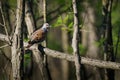 European Turtle-Dove - Streptopelia turtur sitting on the branch, beautiful colours, member of the bird family Columbidae, the Royalty Free Stock Photo