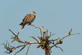 European Turtle-Dove - Streptopelia turtur sitting on the branch, beautiful colours, member of the bird family Columbidae, the Royalty Free Stock Photo