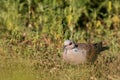 European Turtle dove, Streptopelia turtur sitting grass close up Royalty Free Stock Photo