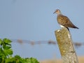 European Turtle-dove Streptopelia turturstaring at the endless vineyards