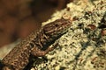 A European Wall Lizard on a moss-covered rock Royalty Free Stock Photo