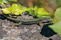 European Wall Lizard, Podarcis muralis, Central Rhine Valley Royalty Free Stock Photo