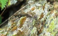 European Wall Lizard on Pyrenees rocks mountains Royalty Free Stock Photo