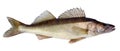 European walleye fish Royalty Free Stock Photo