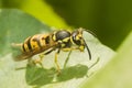 European Wasp