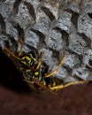 The European wasp builds a nest to create a new colony. Aspen nest of a paper wasp. Wild paper wasp building a nest Royalty Free Stock Photo