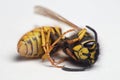 European wasp close up Royalty Free Stock Photo