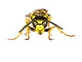 European Wasp Closeup on White Background