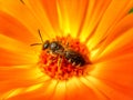 European Wasp, German Wasp or German Yellowjacket inside Marigold