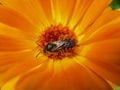 European Wasp, German Wasp or German Yellowjacket inside Marigold