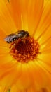 European Wasp, German Wasp or German Yellowjacket inside Marigold