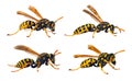 European wasp German wasp or German yellowjacket Royalty Free Stock Photo