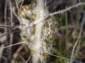 European wasp hive