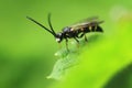 European wasp