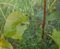 European Wasp on Poplar tree leaf