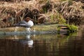 European water bird Common merganser, Mergus merganser resting Royalty Free Stock Photo