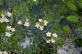 The European water-plantain Alisma plantago-aquatica