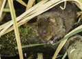 European Water Rat Arvicola amphibus is a semi-aquatic rodent. Royalty Free Stock Photo