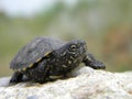 European water turtle baby