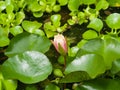 European Waterlily, Water Rose or Nenuphar, Nymphaea, pink flower bud macro, selective focus, shallow DOF Royalty Free Stock Photo