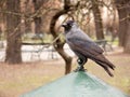 European western jackdaw, corvus monedula, colloeus monedula, grey bird sitting on top of a trashcan outdoors, closeup, detail,