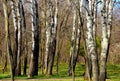 European white birch forest detail. white tree trunks. green undergrowth