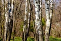 European white birch forest detail. white tree trunks. green undergrowth