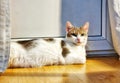 European white cat arises on the floor, animal, pets Royalty Free Stock Photo