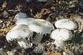 european white egg mushroom, Amanita ovoidea Amanitaceae