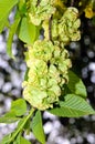 European White Elm Ulmus laevis