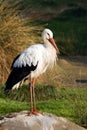 European white stork Royalty Free Stock Photo