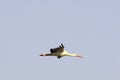 European White Stork Royalty Free Stock Photo