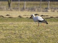 European white stork Royalty Free Stock Photo