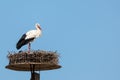 European White stork Ciconia Ciconia on the breeding season on the nest blue sky background Royalty Free Stock Photo