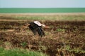 European White Stork Ciconia Ciconia Flying Above Spring Field in Belarus Royalty Free Stock Photo