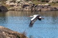 European white stork, Ciconia ciconia flying at Los Barruecos, Malpartida de Caceres, Extremadura, Spain Royalty Free Stock Photo